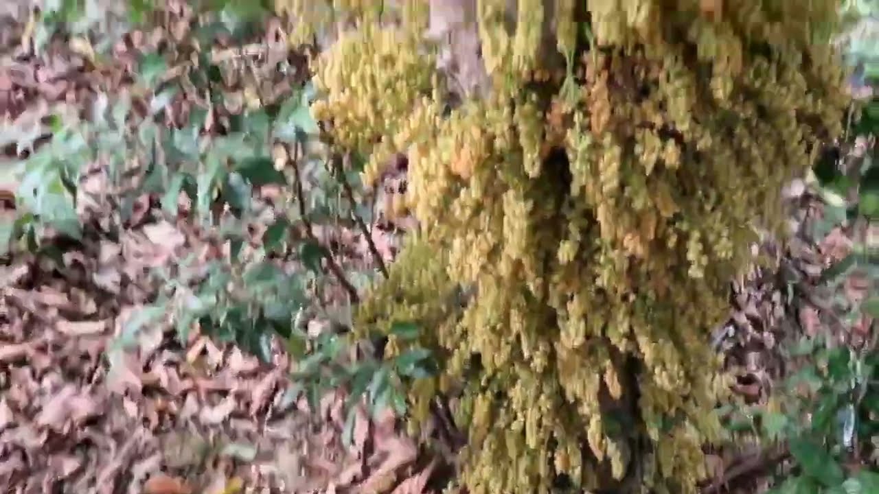 次はラグビーW杯!前回8強“熱狂再び”『DayDay 』2023年9月4日【HD】 edit