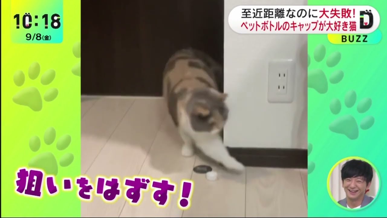 至近距離なのに大失敗!ペットボトルのキャップが大好き猫『DayDay.』2023年09月08日