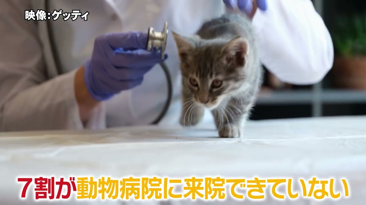 【先出し】ペット×クラウド　迷子犬の保護や猫の痛み察知（クラウドダンディ収録前）