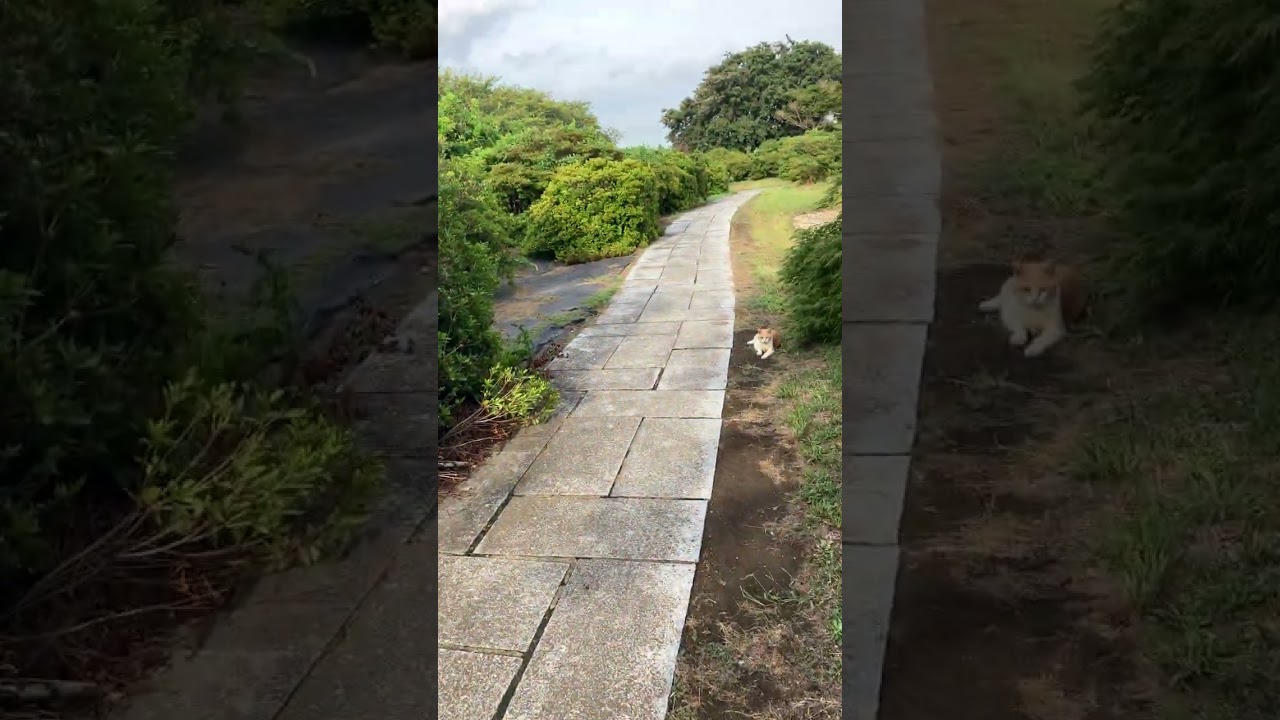 43　#和久田麻由子　わくまゆ➡しろくまー♪➡#つつじが岡公園　自販機に行け！　#国土交通省　である。猫がお座りして待ち構える　俺の草のにおいや足音に愛着www🐼ふるば🐼森本夏乃🐼山田莉愛