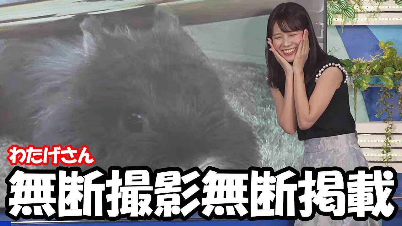【戸北美月】勝手に撮られて勝手に全世界に公開されるわたげさんと飼い主のお天気お姉さん