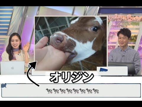 🐄コメの起源牛が公開されました（ゆっきー）【ウェザーニュース切り抜き】