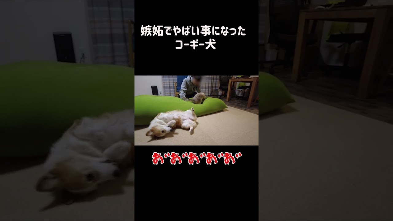愛する長男を奪われて猫への嫉妬に狂う犬