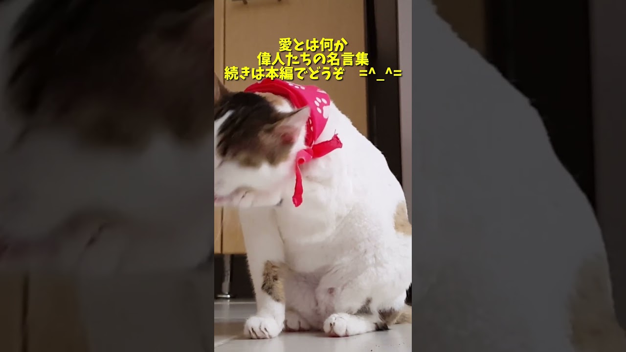 【愛とは何か　偉人たちの名言集】 #shorts #聞き流し　#偉人　#愛　#恋愛