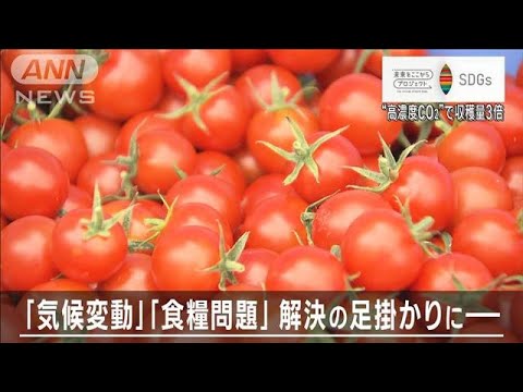 二酸化炭素が“肥料”「エコで・おいしく・たくさん採れる」ミニトマト【SDGs】(2023年9月19日)