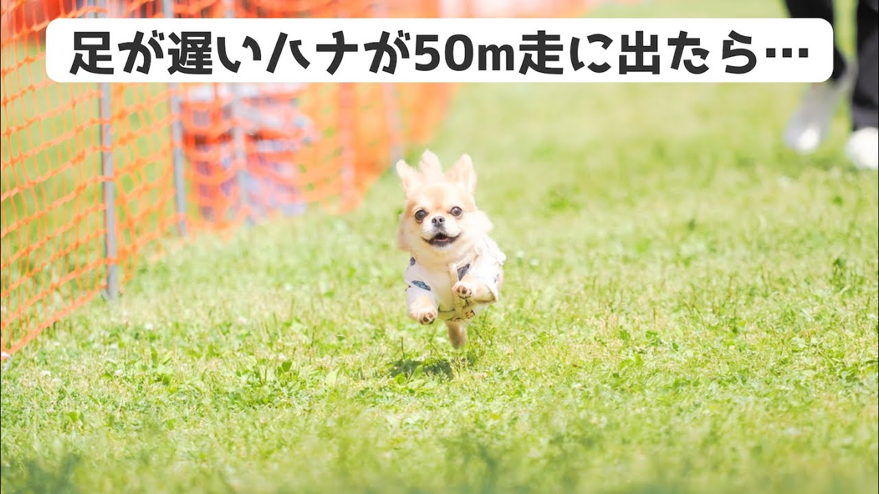 うわうわ犬のハナが50m走にでた結果…