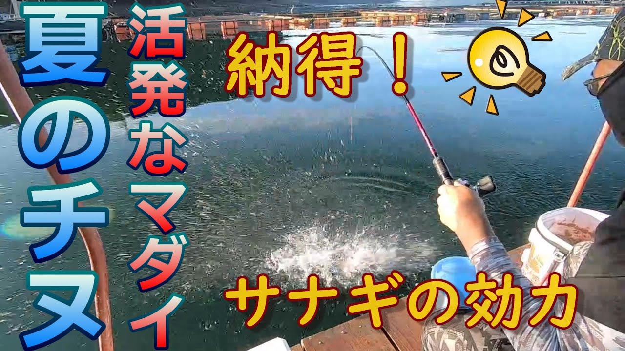 【かかり釣り】サナギに好反応！夏のチヌとマダイ【竜ケ岳観光】