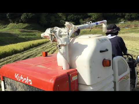 とんちゃんの稲刈り　２０２０年