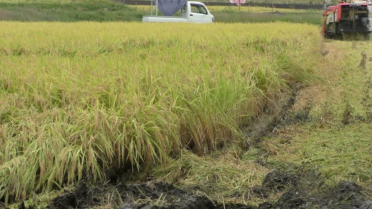 コシヒカリ稲刈り