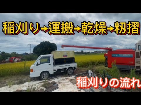 稲刈り、運搬、乾燥、籾摺り、出荷まで！#田んぼ#農家#米#百姓