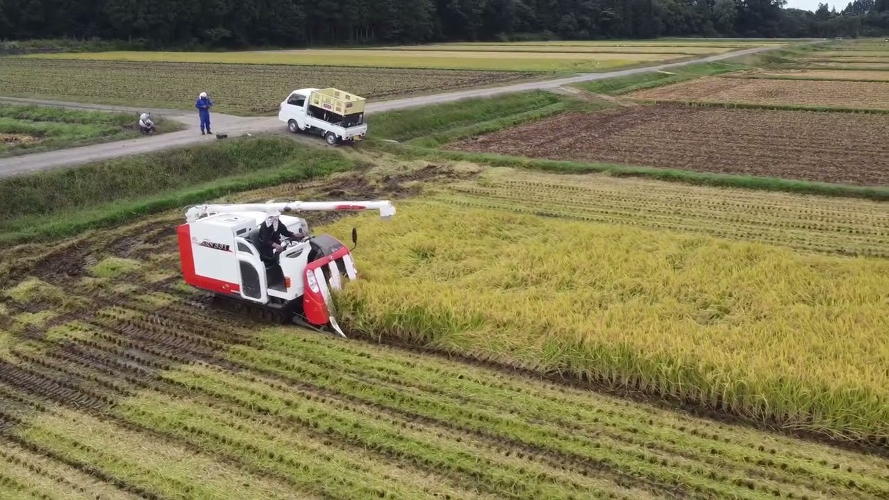 嫁に稲刈りたのんだら　昨年以上にLVupしてた|дﾟ) 2023秋