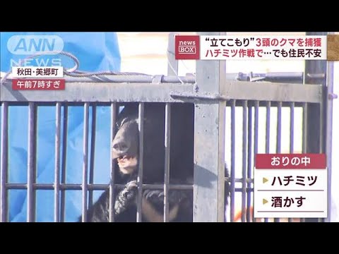 ハチミツ作戦で…“立てこもり”3頭のクマを捕獲　でも住民不安(2023年10月5日)