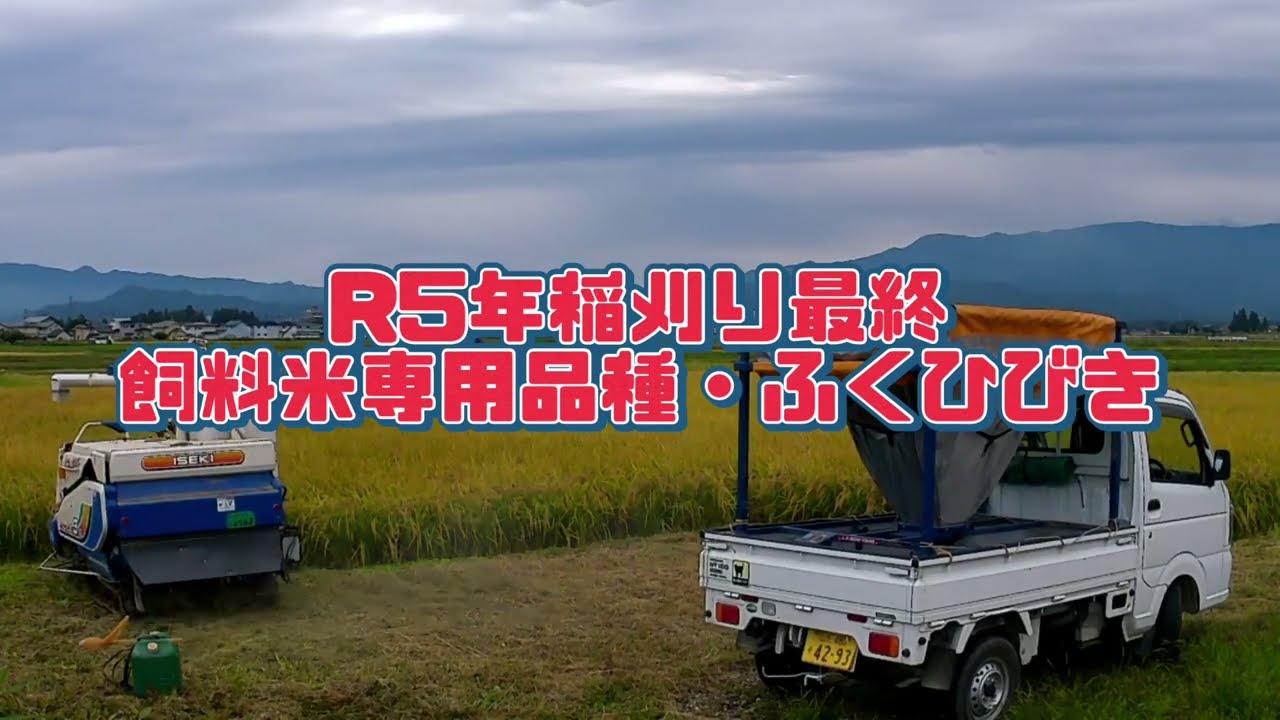 R５年稲刈りオーラス