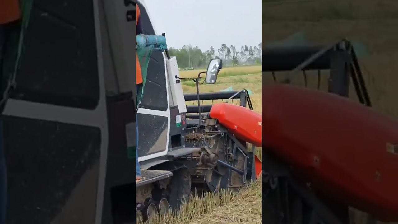 クボタの稲刈り機 Kubota Harvester VS Rice Part 255 #shorts