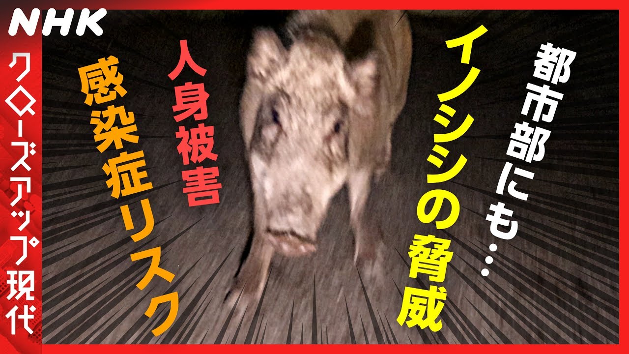 【人身被害が過去最多に】住宅街で拡大するイノシシ被害 カメラに突進する個体も… [クロ現] | NHK