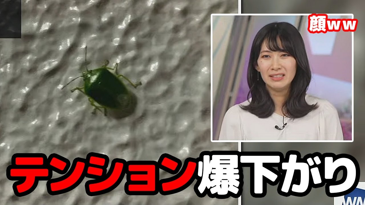 【檜山沙耶】カメムシの画像が届きあまりにも苦手過ぎてテンション爆下がりしてしまうお天気キャスター