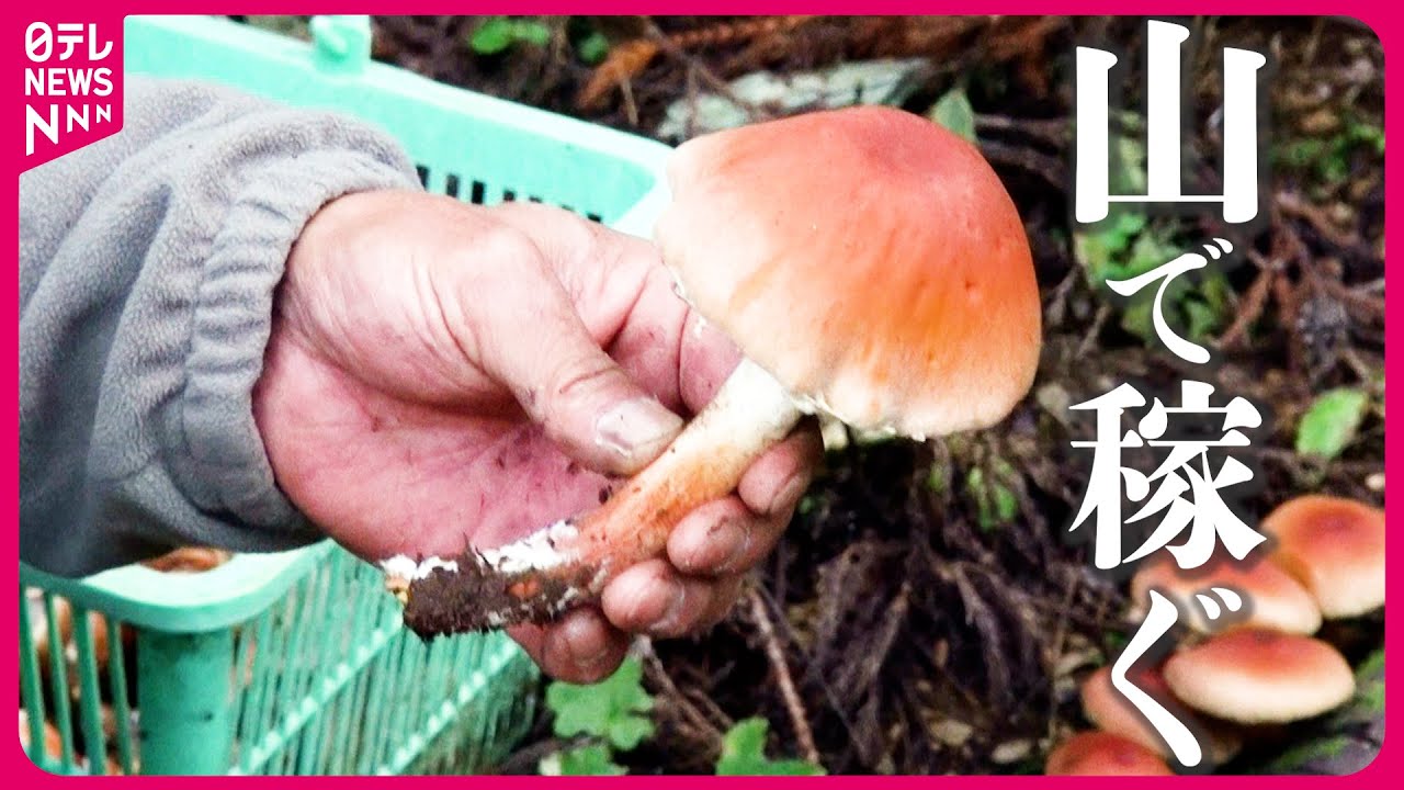 【旬に稼ぐ仕事人】標高700メートルで働く!登山客で行列のできる山頂の茶屋“かき入れ時”に密着『every.特集』