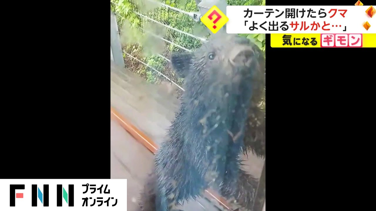 「ガリガリガリ...」カーテン開けたらクマ　家の中をのぞき込む
