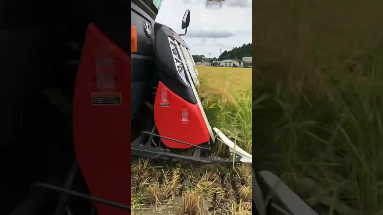 Kubota combine harvester DR472 クボタの4条72馬力コンバインで刈り取りSTAR🏃‍♂️