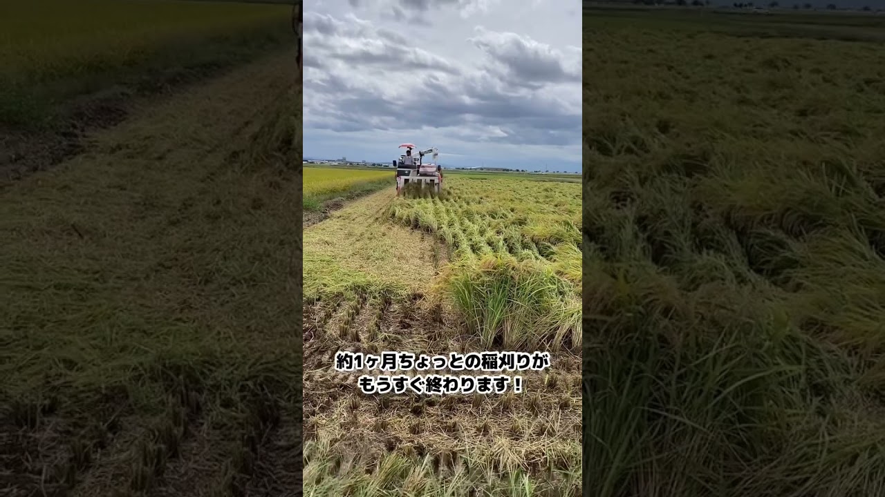 【新之助】稲刈りラストスパート！【盈科】 #農業 #稲刈り #新之助#kubota#yanmar