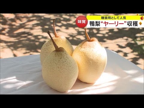 全国で唯一岡山市で栽培されるナシ「ヤーリー」　甘くてみずみずしい果実は熟成を経て出荷へ【岡山】 (23/10/23 18:06)