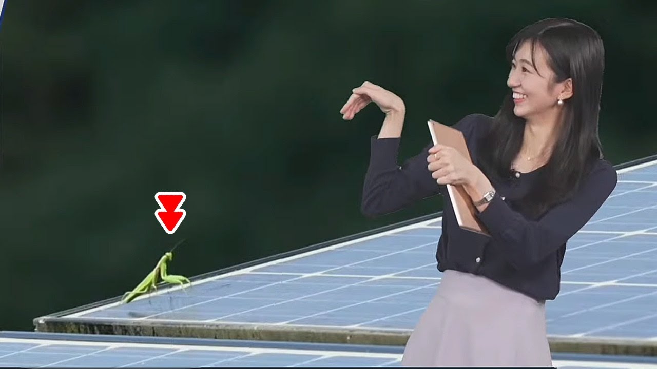 【大島璃音】視聴者リポートのカマキリに愛着が湧いてしまい中々次に進めないお天気キャスター