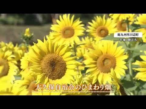秋にヒマワリ！？　実は晩秋に咲くよう種まき　いまが見頃　鹿児島・南九州市川辺町 (23/10/25 18:30)