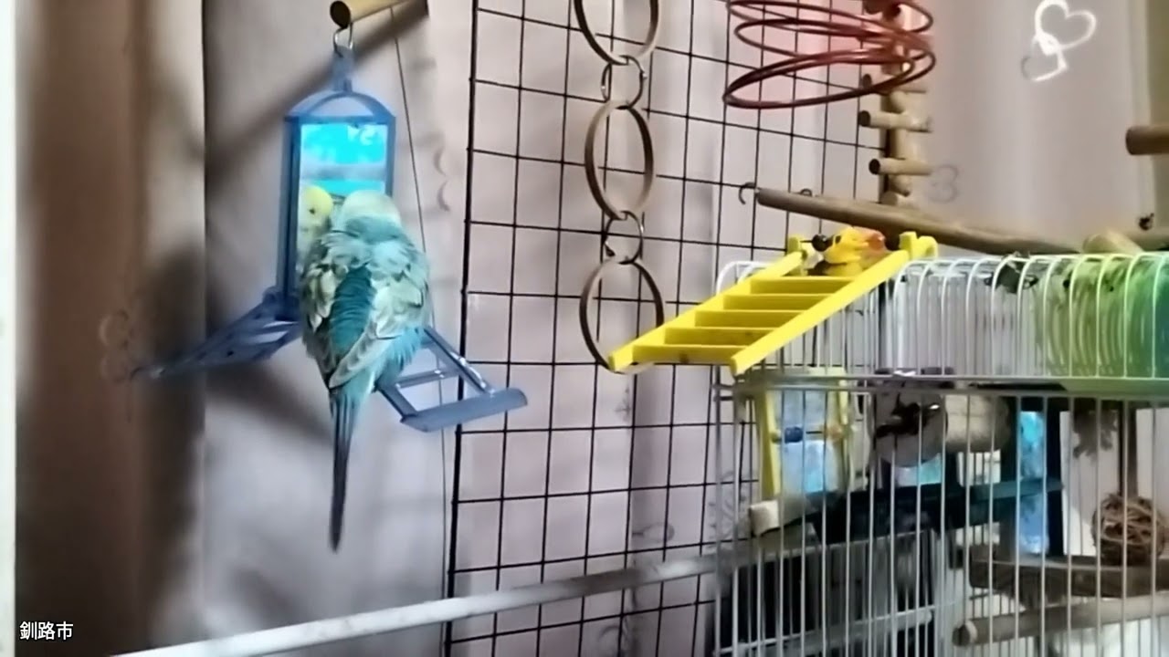 まー親方。ちっち1