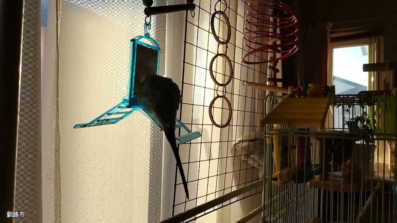 まー親方。ちっち2