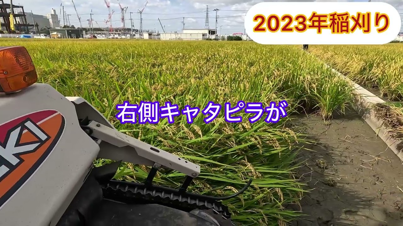 2023年稲刈り