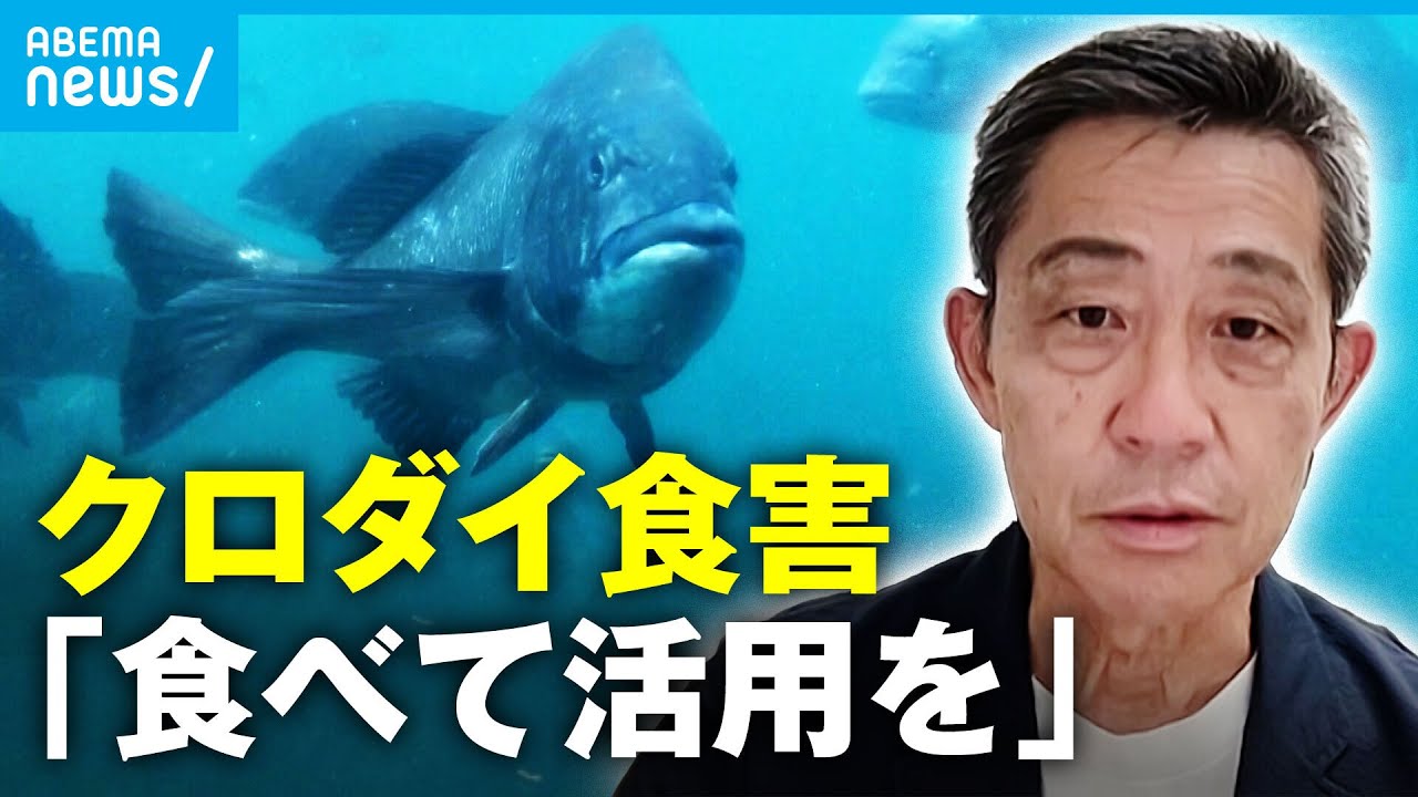【クロダイ】「冬はマダイに劣らない美味しさ」食害問題"食べて"解消へ…各地で取り組み｜アベモニ