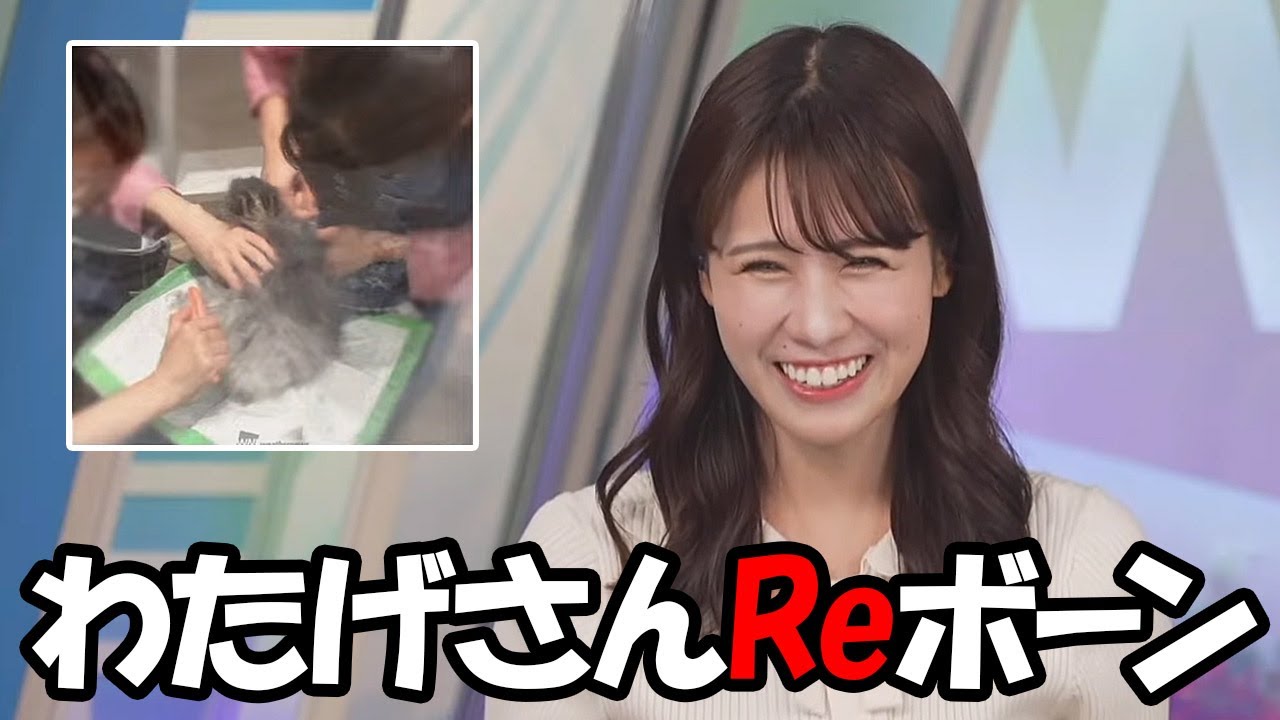 【戸北美月】立冬に絡めてわたげさんの冬毛への換毛が終了した事をお知らせするお天気お姉さん