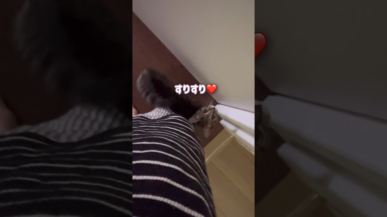 起きたら猫の反応が可愛すぎて眠気が吹っ飛びました【とらまる】　#保護猫 #甘えん坊の猫
