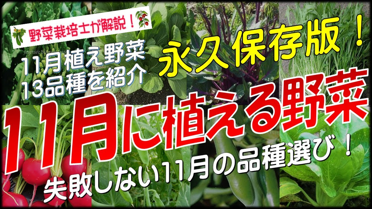 11月に植える野菜（13品種）永久保存版