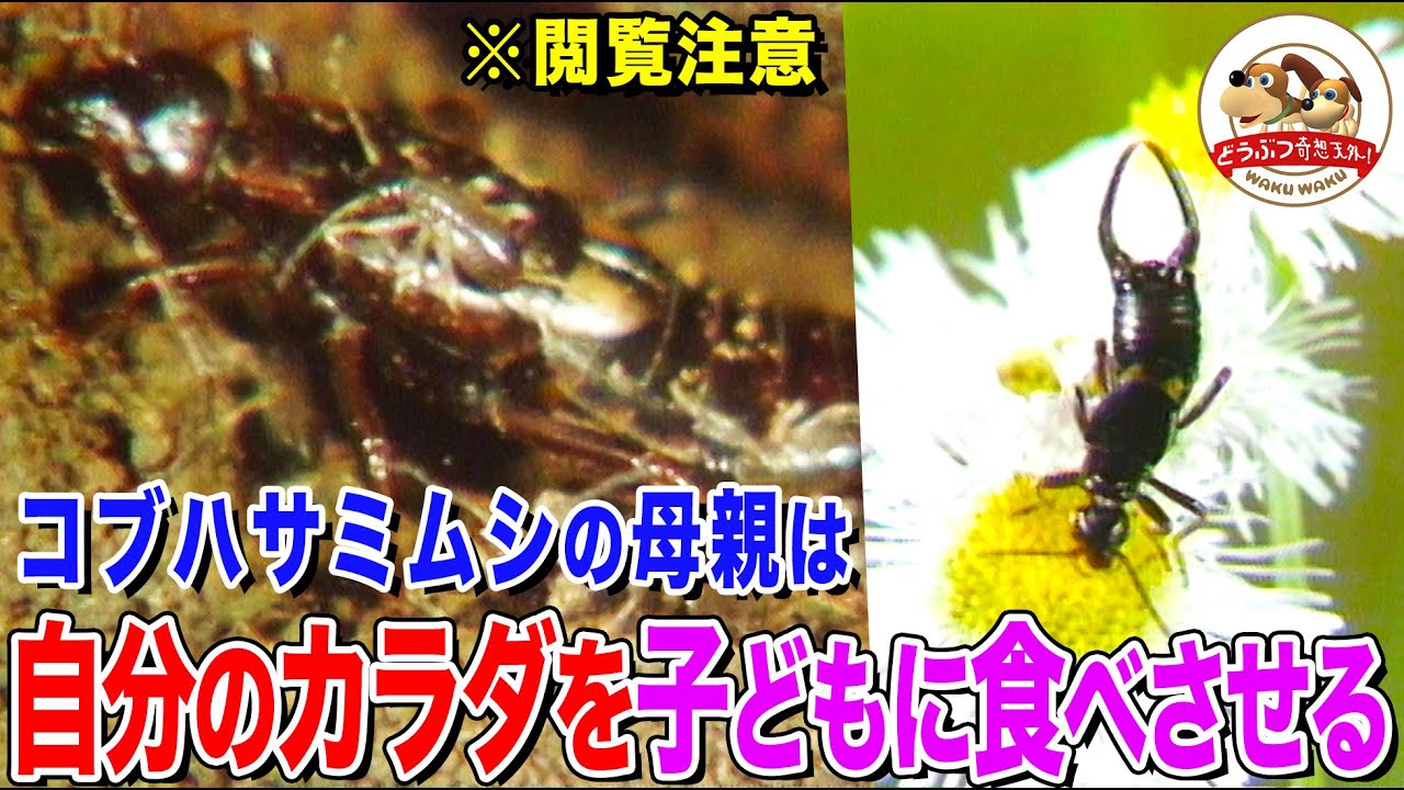 【閲覧注意】母親が自分のカラダを子どもに食べさせる！コブハサミムシの子育てが究極の献身だった【どうぶつ奇想天外／WAKUWAKU】