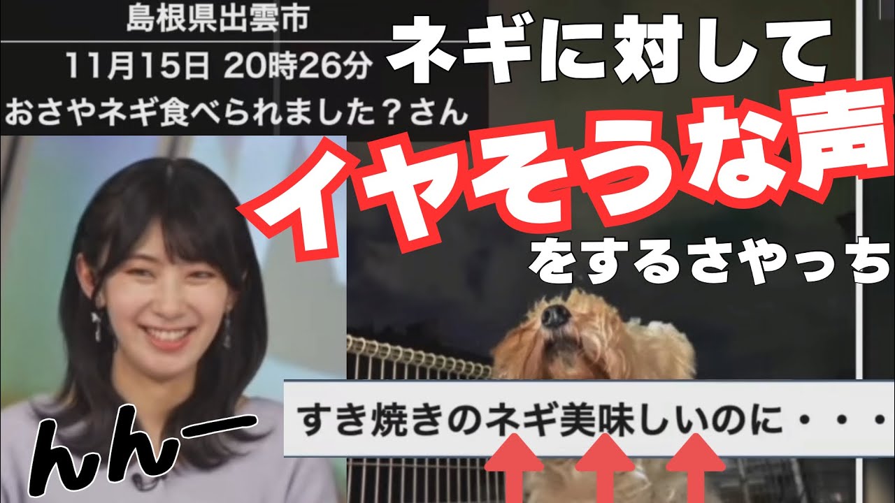 【檜山沙耶】【出雲の方】昔よりはネギを食べられると言うさやっち‼️→しかし「すき焼きのネギ美味しいのに」というコメントに“「んんー」“と思わず嫌そうな声を出すおさや⁉️ 2023.11.15