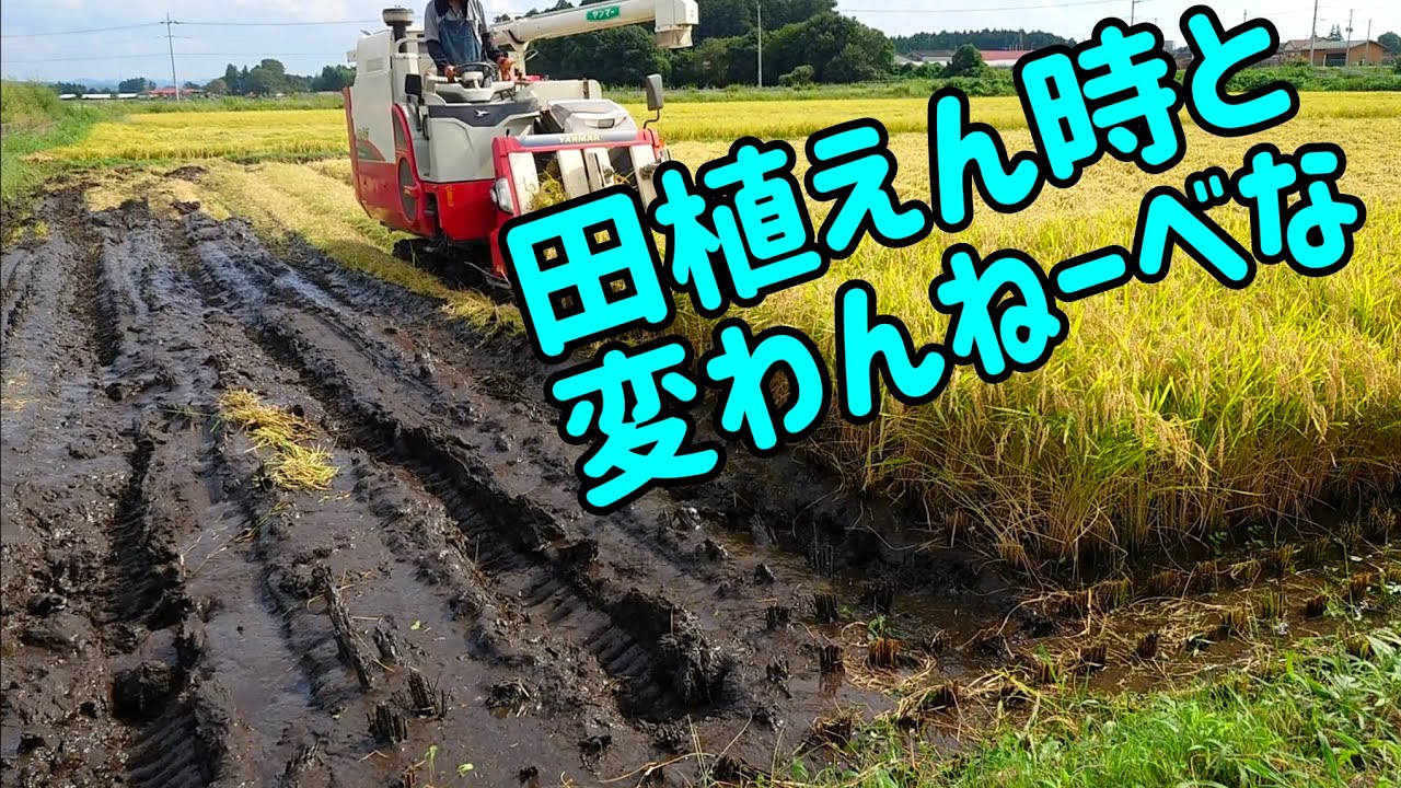 湿田の稲刈り  下手な操作すっとコンバインのまっぞ(泥に埋まる)  じゃあどうするの？こうやって刈るんだ、よく見とけ