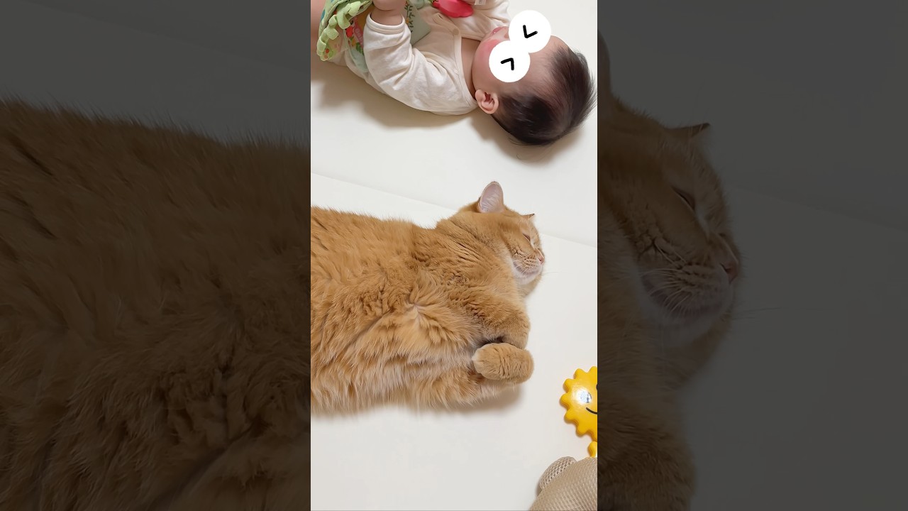 【困る猫】赤ちゃんのそばにいるとこうなります #shorts
