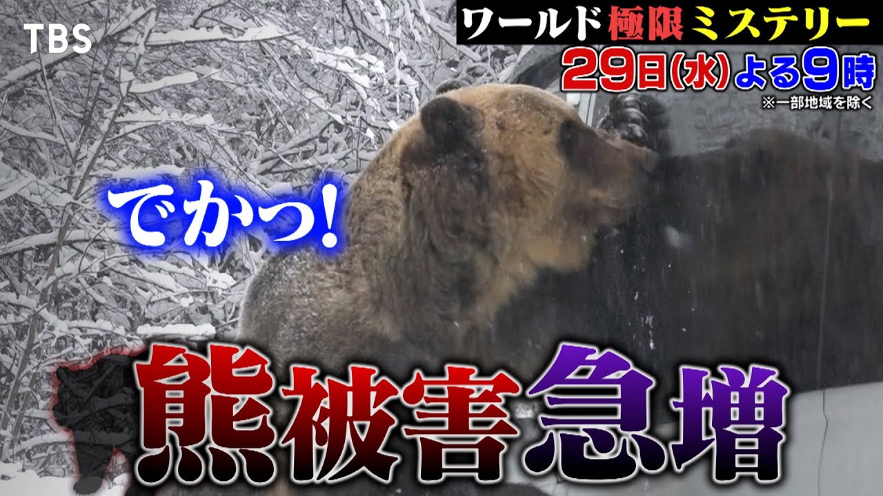 クマ異常出没！頭を噛まれた男性が衝撃告白!! 11/29(水)『ワールド極限ミステリー』【TBS】