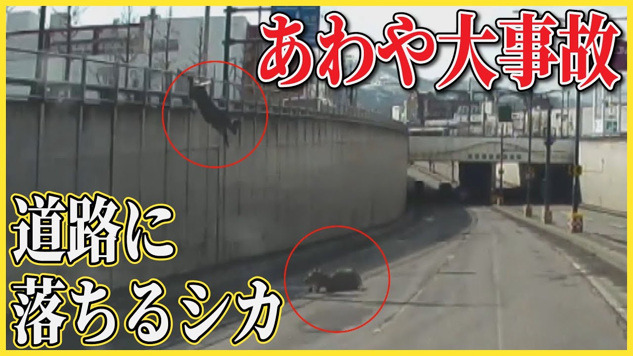 シカが…落ちた　一歩間違えれば大事故　柵飛び越えアンダーパスに複数のシカが落ちてくる恐怖　札幌市