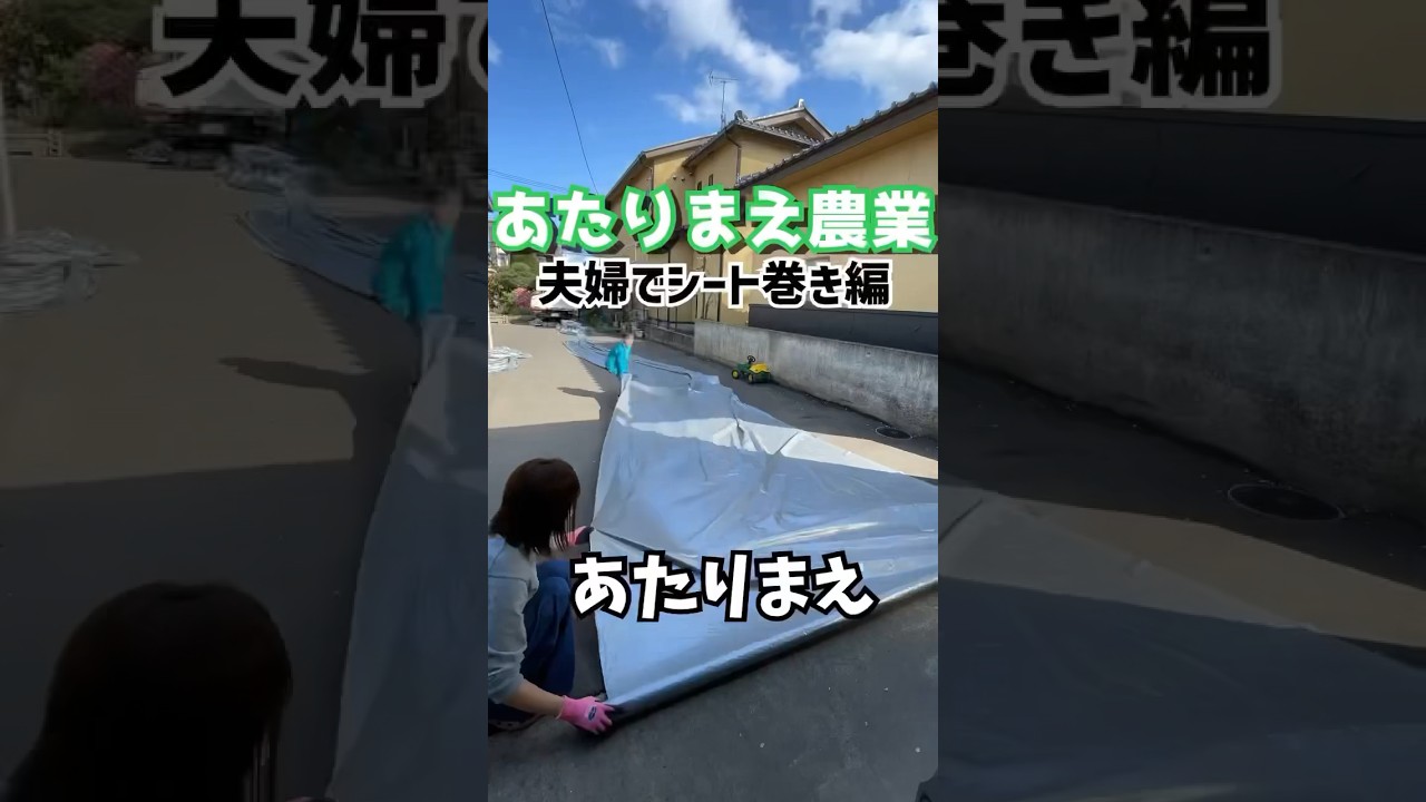 あたりまえ農業シート巻き巻き編#shorts #農業 #シルバーシート #夫婦 #せーせーファーム