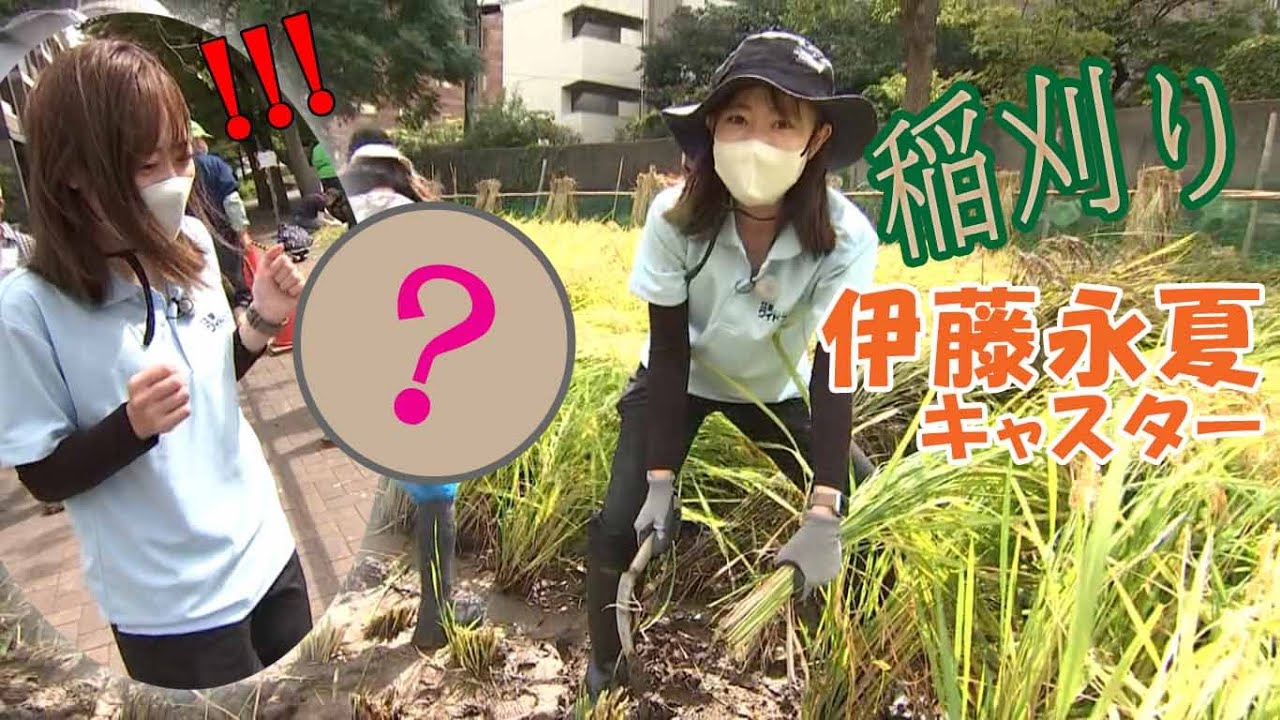 スマイル☻いっとう賞～田んぼの学校 稲刈り～（2023年10月1日）