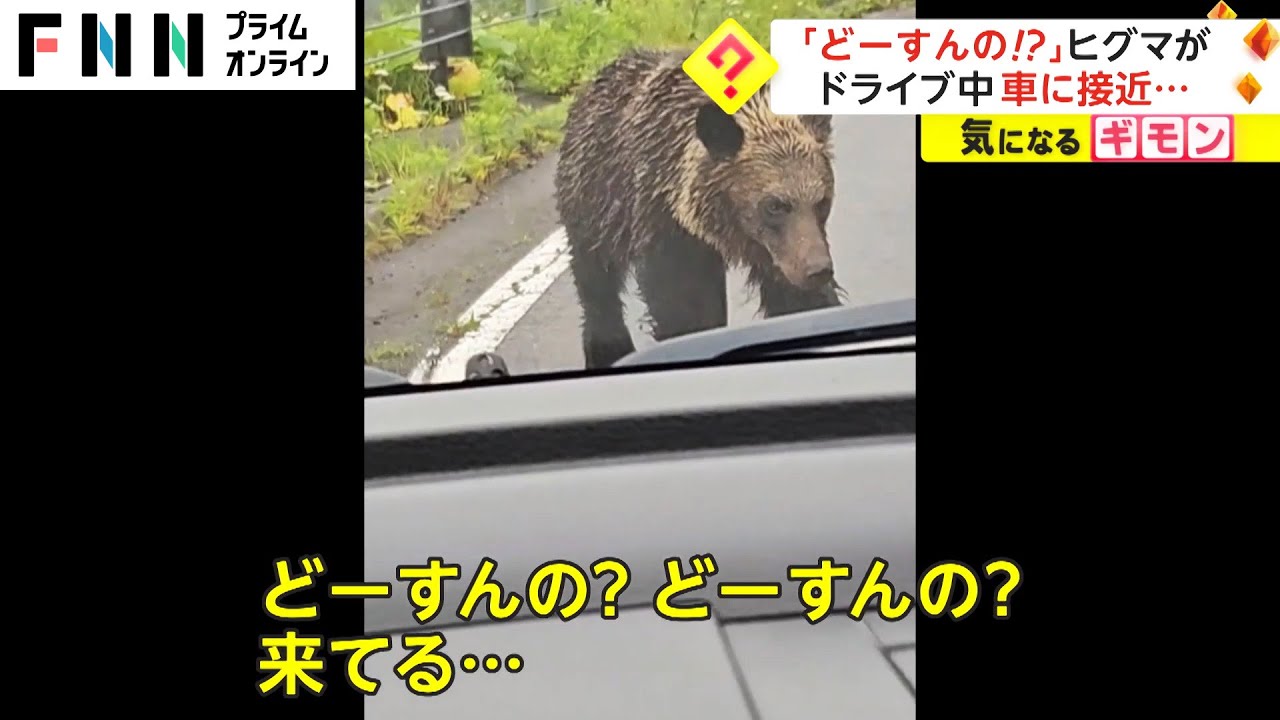 「どーすんの!?」知床峠でヒグマが車に接近　根室市では珍しい姿撮影 北海道(2023/07/18)