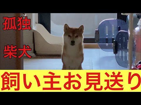 【柴犬飼い主53歳】4歳でやっと飼い主をお見送り出来るようになった利口な柴犬！