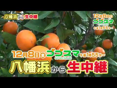 【番宣】八幡浜のみかん畑から　滝アナが生中継！▽ゴゴスマ▽2023/12/08（金）午後1:55から