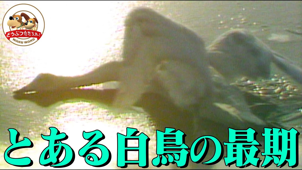 【貴重映像】オオハクチョウを襲った大寒波！冬になると北海道にやってくる群れの越冬、子育てを追う【どうぶつ奇想天外／WAKUWAKU】