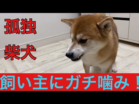 【柴犬飼い主53歳】飼い主が油断するとガチ噛みで襲う柴犬！