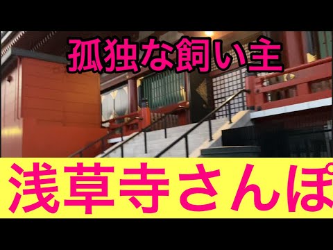 【柴犬飼い主53歳】柴犬が留守番、飼い主は浅草寺散歩してみた！
