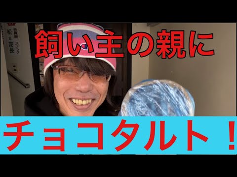 【柴犬飼い主５３歳】チョコタルトを焼いてプレゼントしてみた！