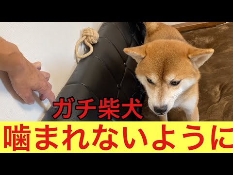 【柴犬飼い主53歳】柴犬に噛まれないようにオモチャ取ってみた！